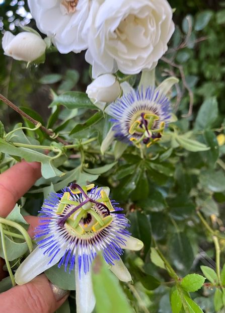 6BE478CF-FB4F-486B-923E-D3C0D3E724D7 - Arbusti 2017 23 24