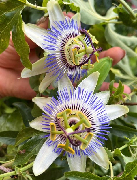 4B1A4790-2129-4C58-912C-9665E9E5B3D4 - Arbusti 2017 23 24