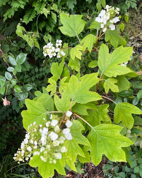 9120AB6A-9023-4BB3-8E2D-5B10A23B0A0D - Arbusti 2017 23 24