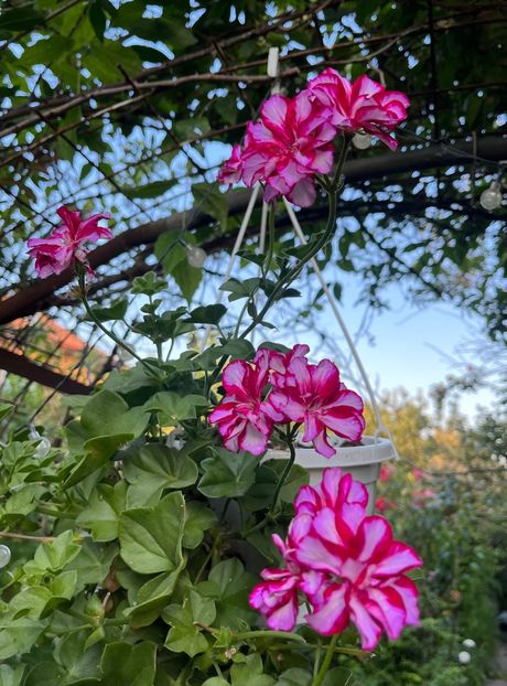 06D4BAF5-02CD-4D6E-9139-60079E606E58 - Muscate