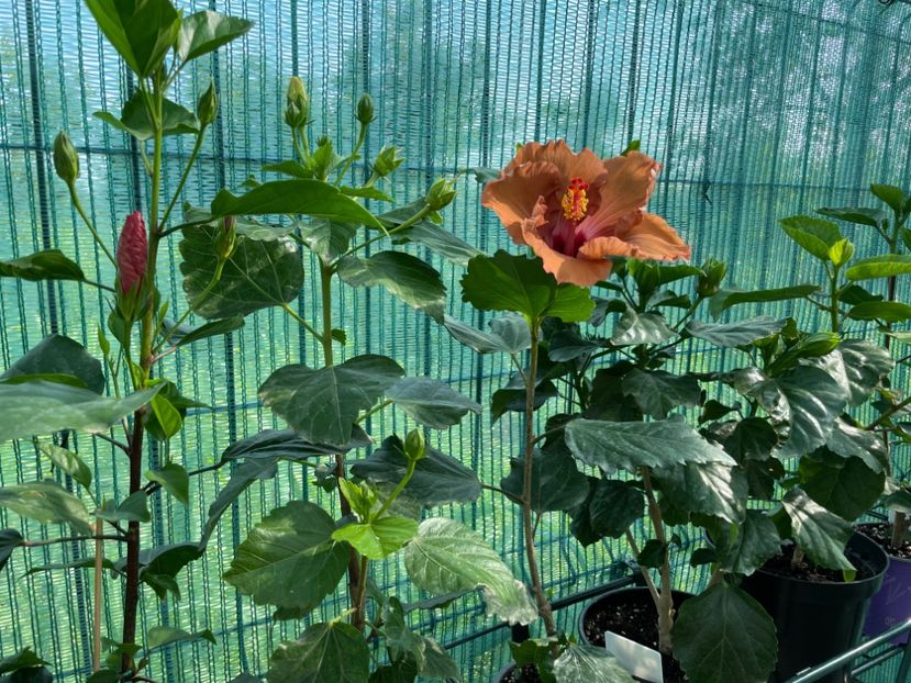 D7F5A758-A786-4175-A919-7A46C48062D5 - 001 - Hibiscusi