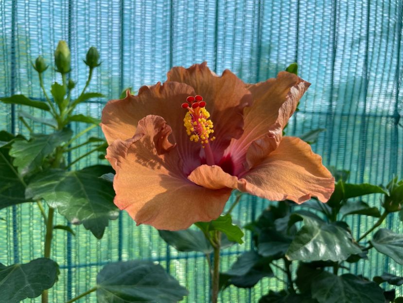 HD 3059 - 001 - Hibiscusi