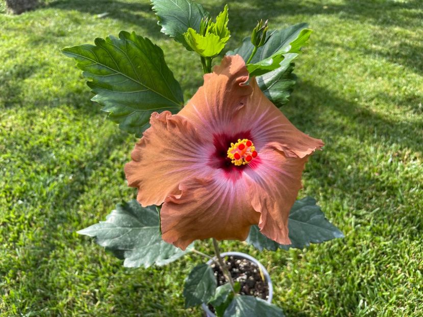 4F090BEC-F260-4209-9A17-BC8D018C2BD6 - 001 - Hibiscusi