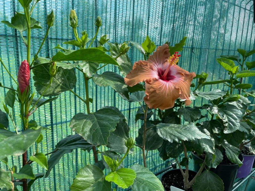 4401301F-7015-4CF8-9A82-277509726DE0 - 001 - Hibiscusi