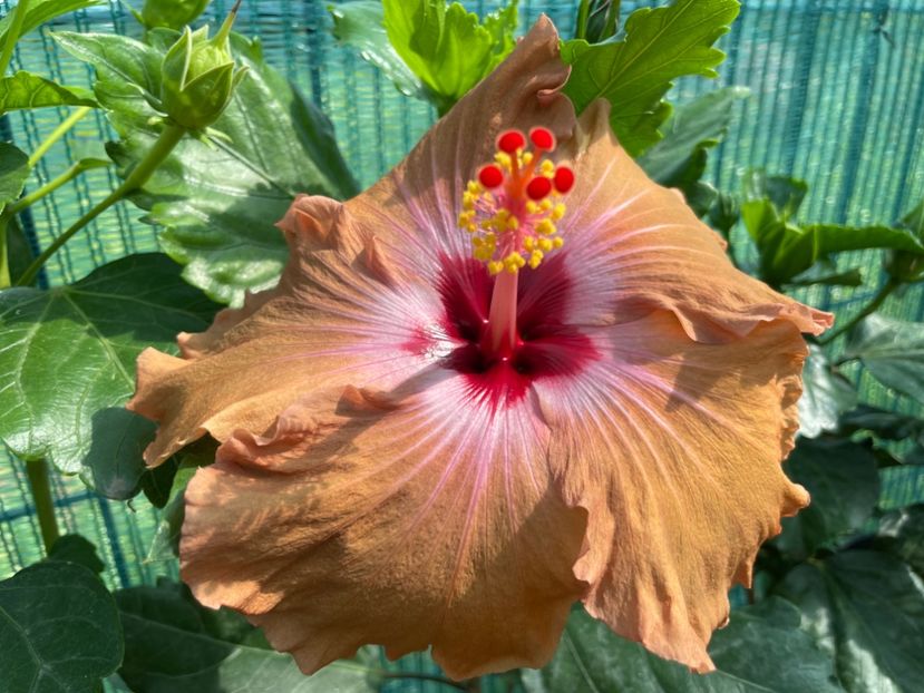 HD 3059 - 001 - Hibiscusi
