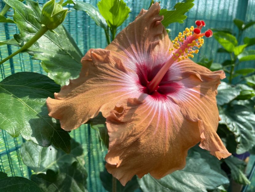 60A6683F-986B-477E-A9EF-C3AC1249266E - 001 - Hibiscusi