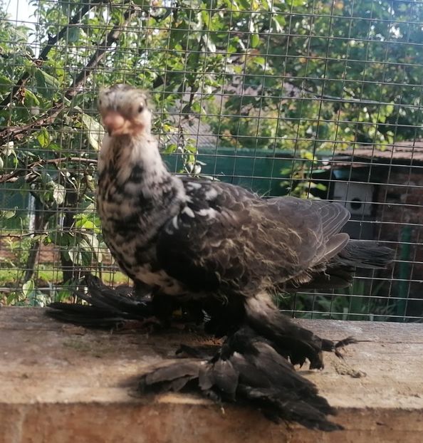 Pui 2023 - Fluturi de Varșovia 2023