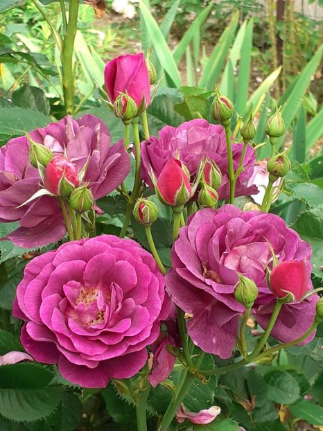  - Minerva 2021 - 2022