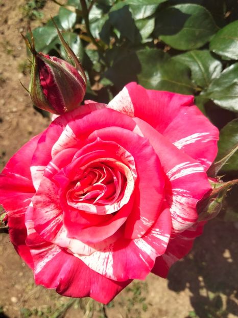 IMG20230609103440 - Trandafirii mei 2023