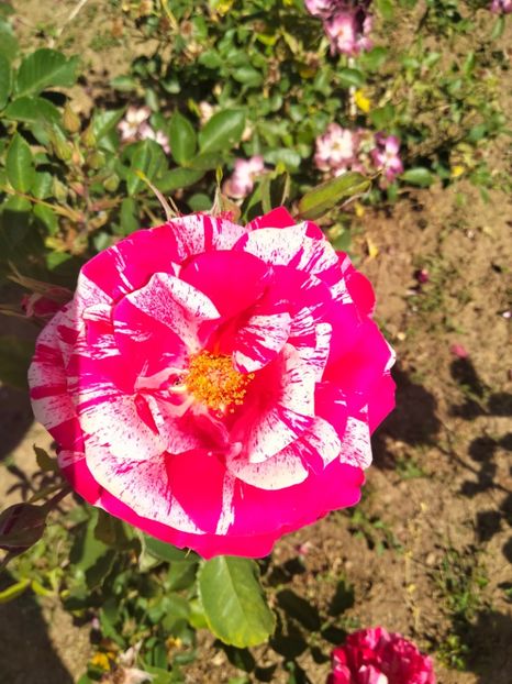 IMG20230609103424 - Trandafirii mei 2023