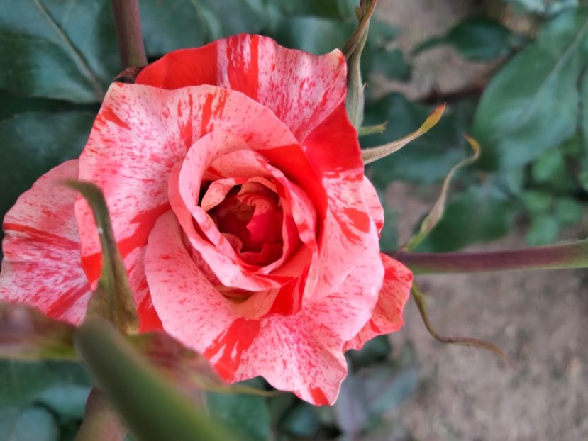 IMG20230603195425 - Trandafirii mei 2023