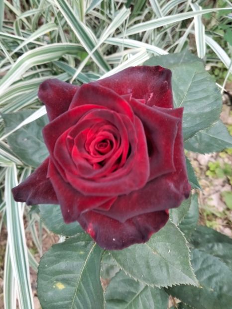 IMG20230603195253 - Trandafirii mei 2023