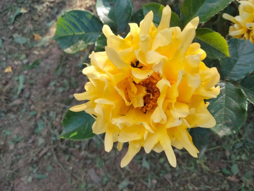 IMG20230601175931 - Trandafirii mei 2023