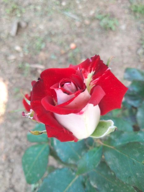 IMG20230601175847_BURST001 - Trandafirii mei 2023