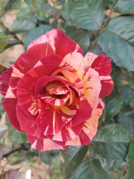 IMG20230530152823 - Trandafirii mei 2023