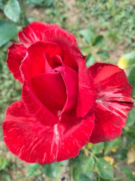 IMG20230530152721 - Trandafirii mei 2023