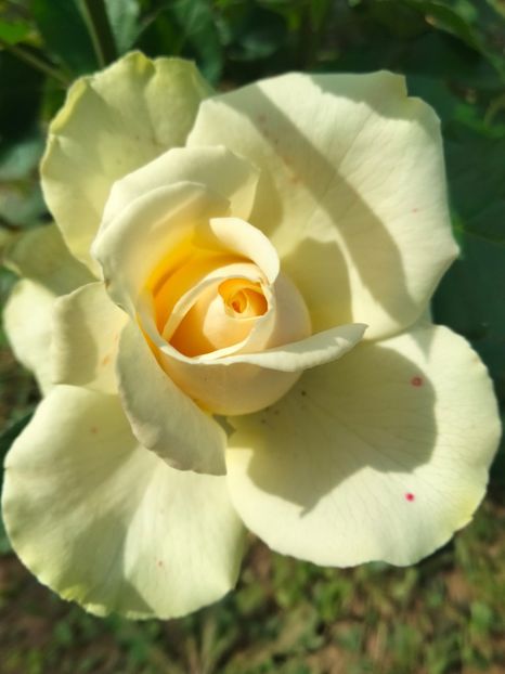 IMG20230530152616 - Trandafirii mei 2023