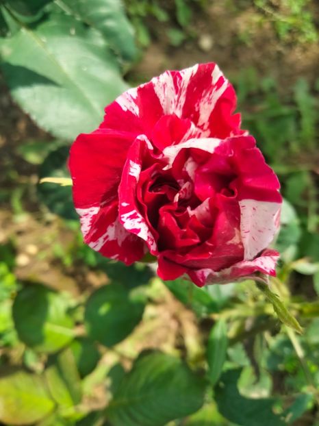 IMG20230530152549 - Trandafirii mei 2023