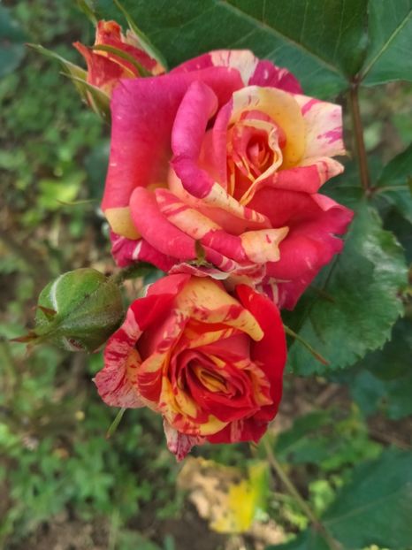 IMG20230530152543 - Trandafirii mei 2023