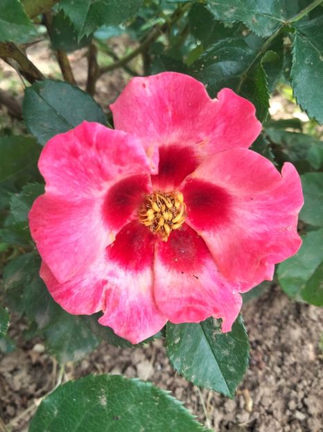 IMG20230530152532 - Trandafirii mei 2023