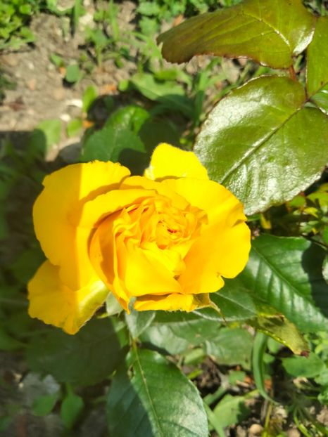 IMG20230526113743 - Trandafirii mei 2023