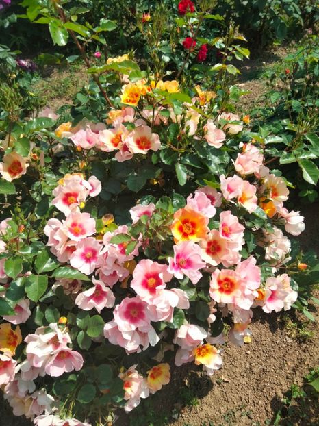 IMG20230526113520 - Trandafirii mei 2023