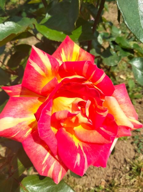 IMG20230526113225 - Trandafirii mei 2023