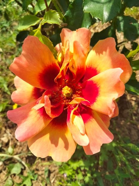 IMG20230526113213 - Trandafirii mei 2023