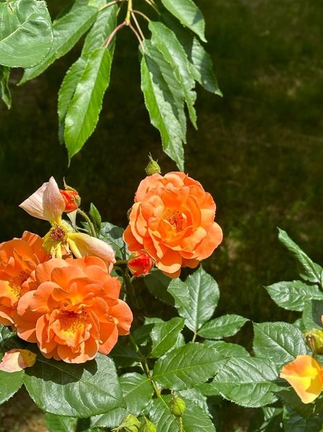 5xScGY4UHmO0epsyVPnURORh-vt4jqQludxB6cUnFlk=_plaintext_638226799272691969 - 0 0002 Gradina Roman 16 06 2023