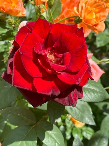 bBGyK0D5LwkcCrOoLSgXlIGRJ8JapRCTxhaUt5i8Mj4=_plaintext_638226799258253198 - 0 0002 Gradina Roman 16 06 2023