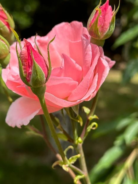 h_VjfBR7kqNe6pjKaIP_kxmvERz3q1NtYdjiP4WPfWA=_plaintext_638226799276691182 - 0 0002 Gradina Roman 16 06 2023