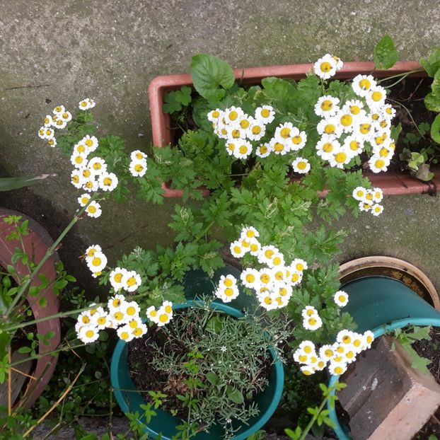 Spilcuta iun.2023 - FLORICELE PE CAMPII