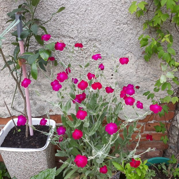 Coronița, Lychnis coronaria , Silene coronaria. - FLORICELE PE CAMPII