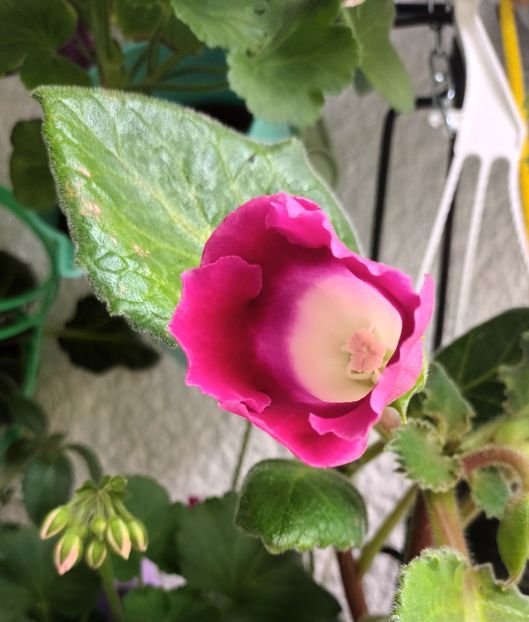 Blanche de Meru - Bombonelele gloxi