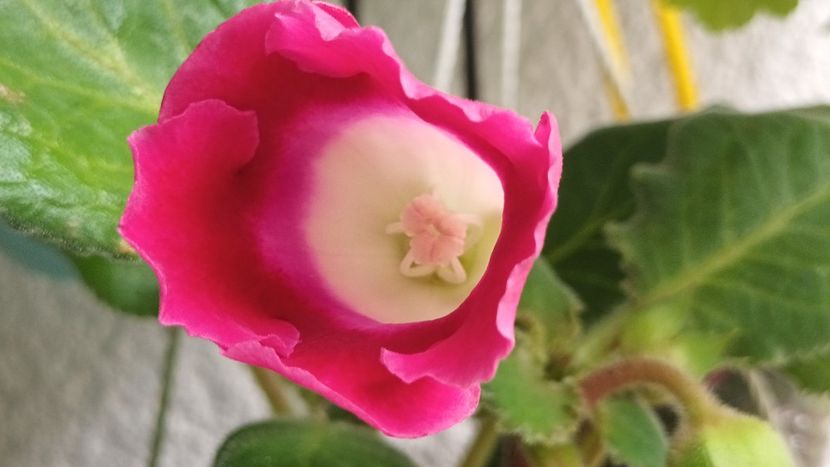 Parca ar fi slipper ;) - Bombonelele gloxi