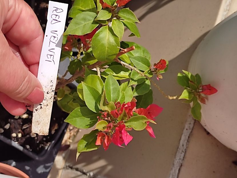  - Bougainvillea 2023