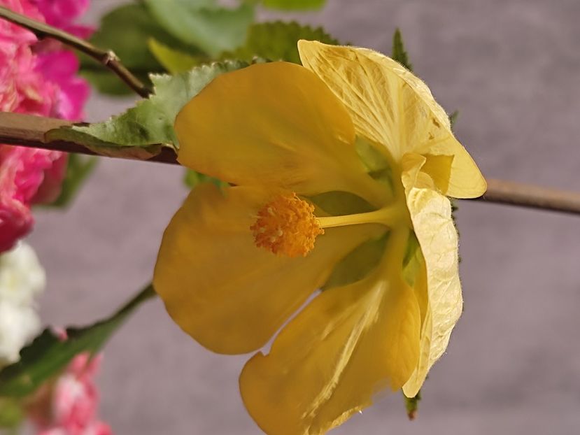  - ABUTILON