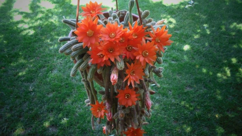 Chamaecereus silvestrii - Splendori in gradina