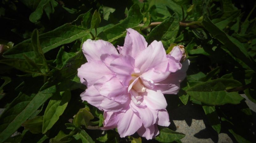 Calystegia - Splendori in gradina