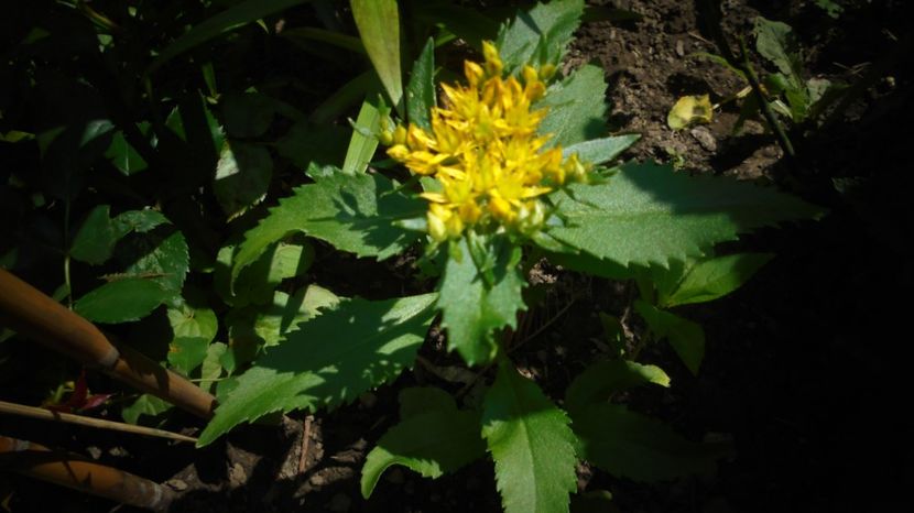 Rhodiola rosea - Splendori in gradina