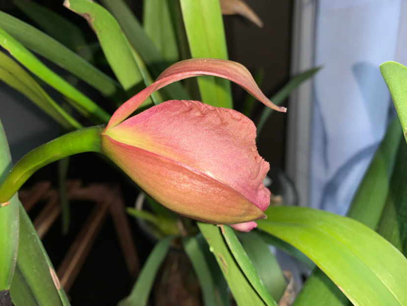  - Plante de interior 2023