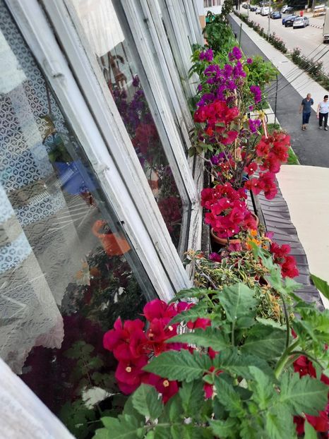 IMG-20230618-WA0016 - Bougainvillea