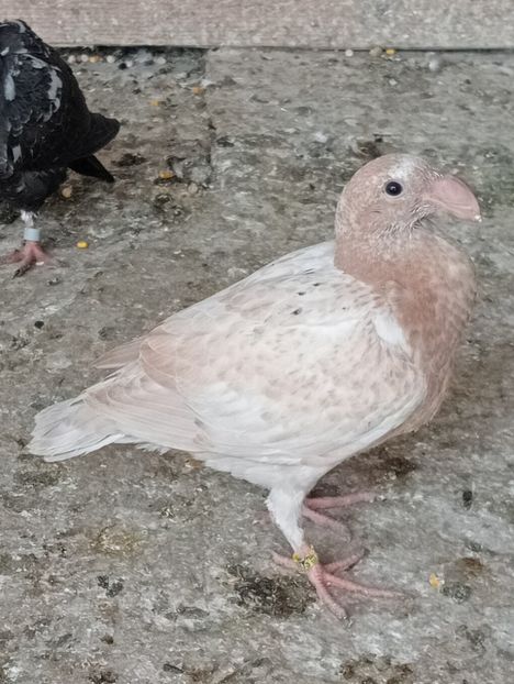 IMG20230604104250 - Pui voiajori germani 2023