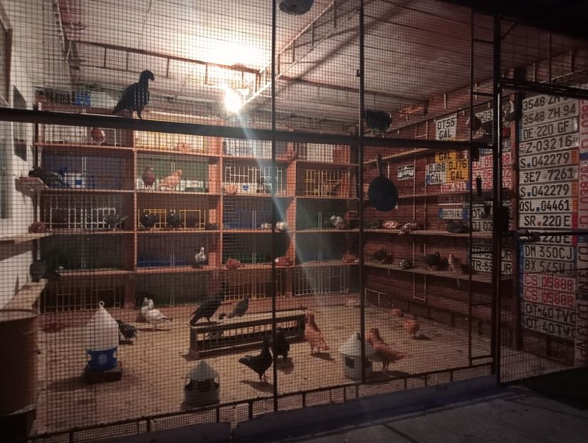 IMG20230614214159 - voliera