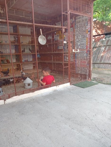 IMG20230611180457 - voliera