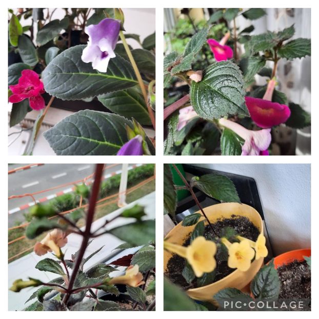 Collage_2023-06-18_18_59_53 - AAAA ACHIMENES 2023