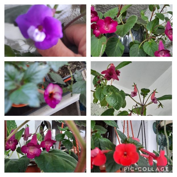 Collage_2023-06-18_18_58_32 - AAAA ACHIMENES 2023