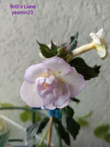 18.06. 2023 - A-Achimenes BriDs