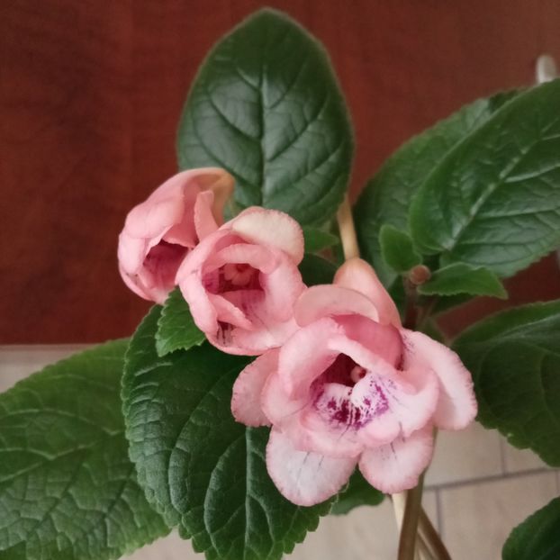  - Sinningia Party Dress de la Gabi