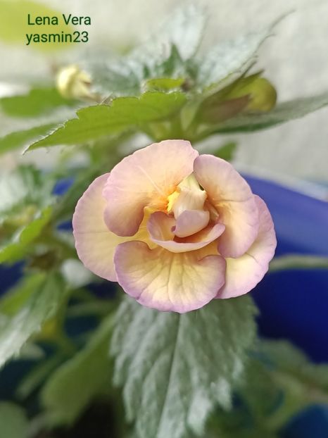 18.06.2023 - A -Achimenes